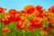 Flowering flowers of scarlet poppies