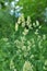 Flowering fodder grass Dactylis glomerata