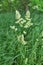 Flowering fodder grass Dactylis glomerata