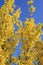 Flowering forsythia on a blue sky background