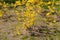 Flowering forsythia bushes