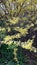 Flowering forsythia bushes. Yellow flowers. Yellow bushes. Forsythia.