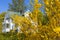 Flowering Forsythia in a garden by a house