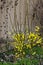 Flowering Forsythia yellow bush in springtime in the garden, Sofia city