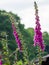 Flowering foxglove