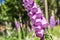 flowering foxglove in the taunus forest, germany