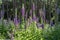 flowering foxglove in the taunus forest, germany