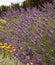 Flowering of fragrant gentle lavender