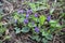 Flowering of fragrant violets in the park in the spring. Nature