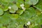 flowering frogbit plants in the lake - Limnobium laevigatum