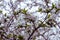 Flowering fruit tree branches in spring