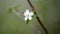 Flowering fruit tree. One white flower on branch on blurred green background