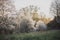 Flowering fruit trees in the early evening