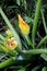 A flowering and fruiting bush of a vegetable marrow, a yellow flower of a vegetable marrow, a pumpkin, a family of nightshades