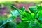 Flowering and fruiting chili peppers plants.