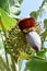 Flowering fruits of a banana tree in summer season