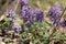 Flowering fumewort Corydalis solida plants in forest