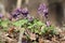 Flowering fumewort Corydalis solida plants in forest