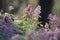 Flowering fumewort Corydalis solida plants in forest