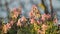 Flowering fumewort Corydalis solida plants in forest in evening illumination