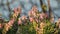 Flowering fumewort Corydalis solida plants in forest in evening illumination