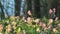 Flowering fumewort Corydalis solida plants in forest in evening illumination