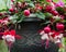 Flowering Fuschia In Potted Garden Container