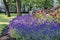 Flowering garden with lavender and rose in spring