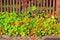 Flowering garden nasturtiums