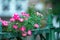 Flowering garden rose next to window