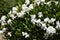 Flowering gardenia bush