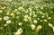 Flowering garland chrysanthemum