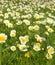 Flowering garland chrysanthemum