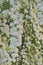 Flowering garland spirea x cinerea Grefsheim clusters, bright white blooming flowers pattern background, large detailed vertic