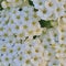 Flowering garland spirea x cinerea `Grefsheim` clusters, bright white blooming flowers pattern background, large detailed vertic