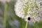 Flowering garlic inflorescence