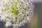 Flowering garlic inflorescence