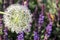 Flowering garlic inflorescence