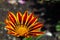 A flowering gazania flower in the park in the summer. The background of nature.