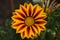 Flowering Gazania rigens, aka treasure flower