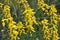 Flowering Genista tinctoria