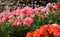 Flowering geranium