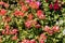 Flowering geraniums in a spring flower market