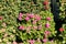 Flowering geraniums in a spring flower market