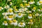 Flowering German chamomile in the field from close