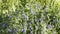 Flowering Germander speedwell Veronica chamaedrys plants in garden