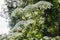 Flowering giant hogweed from close