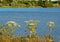 Flowering giant hogweed, a toxic invasive plant