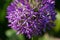 Flowering giant onion, spherical form, six beam star shaped flow