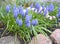 Flowering gimmick onions are bungled Muscari botryoides L. in a frame of stones on an alpine slide